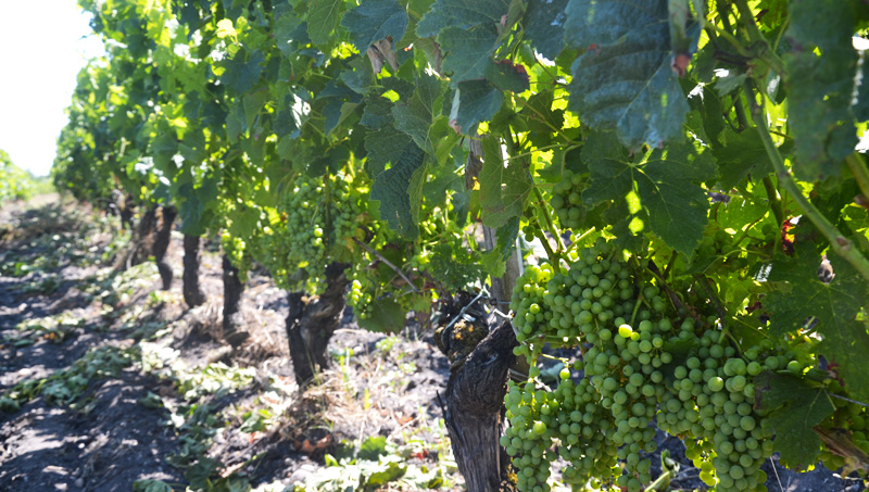 Vignes château Lalande